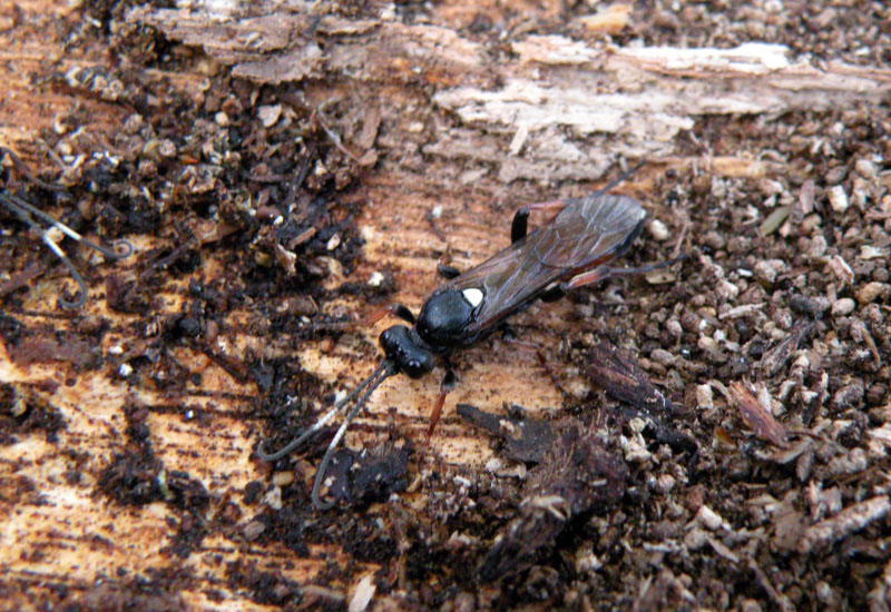 Pot-pourri di Ichneumonoidea